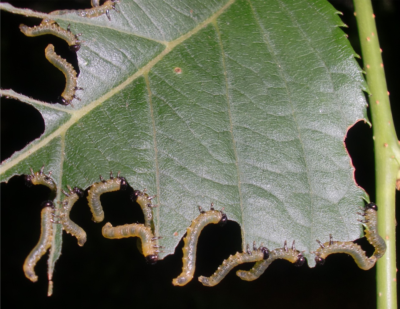 バラ ガーデニング花につく害虫の種類と対策と駆除方法