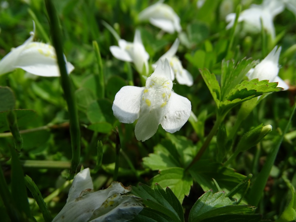 サギゴケの育て方 庭のグランドカバー草花