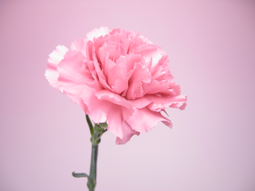 カーネーションの花言葉と育て方【母の日に感謝を伝える贈答花】