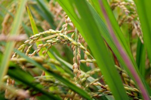 米ぬか 肥料 成分