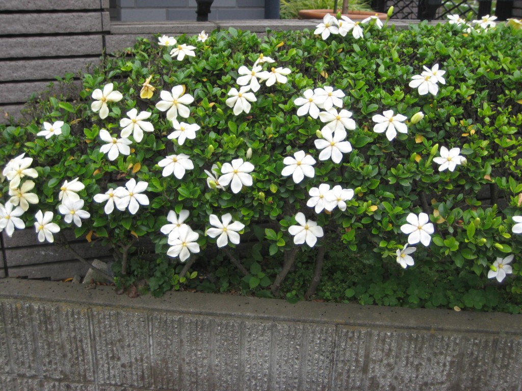 クチナシの育て方と花言葉【半日陰に植える常緑低木のガーデニング】