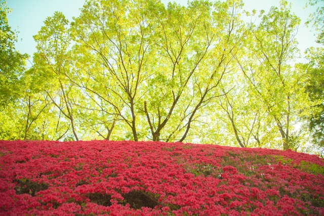 ツツジの種類や育て方と花言葉 半日陰に植える常緑低木のガーデニング