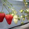 イチゴは子供の健康を守る栄養豊富な果物！｜品種／収穫時期を紹介