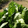 ホウレンソウ栽培の肥料について（野菜づくりの施肥量と元肥・追肥の与え方）