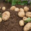 ジャガイモ栽培の肥料について（野菜づくりの施肥量と元肥・追肥の与え方）