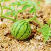 スイカ栽培の肥料について（野菜づくりの施肥量と元肥・追肥の与え方）