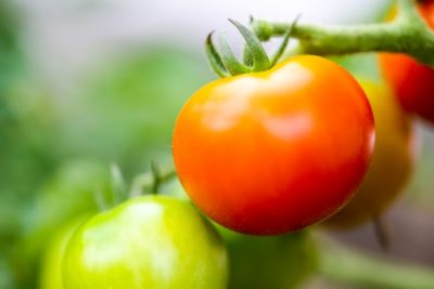 トマト栽培の肥料について（野菜づくりの施肥量と元肥・追肥の与え方）