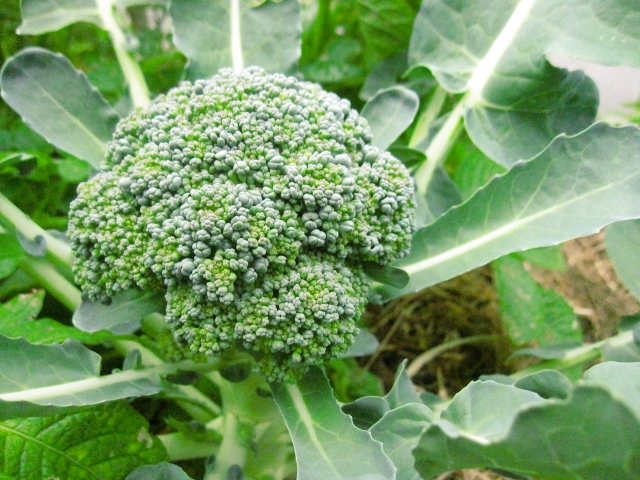 ブロッコリー栽培の肥料について（野菜づくりの施肥量と元肥・追肥の与え方）
