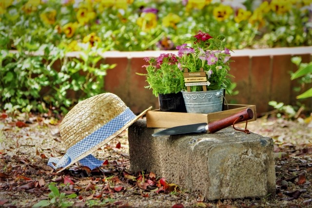 草丈の低いガーデニング草花30選 グランドカバーや花壇の縁取りにおすすめ
