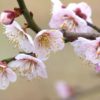 3月1日～3月31日｜誕生花と花言葉一覧