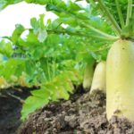 ダイコン栽培の肥料について（野菜づくりの施肥量と元肥・追肥の与え方）