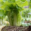 ハクサイ栽培の肥料について（野菜づくりの施肥量と元肥・追肥の与え方）