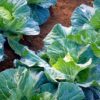キャベツ栽培の肥料について（野菜づくりの施肥量と元肥・追肥の与え方）