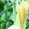 トウモロコシ栽培の肥料について（野菜づくりの施肥量と元肥・追肥の与え方）